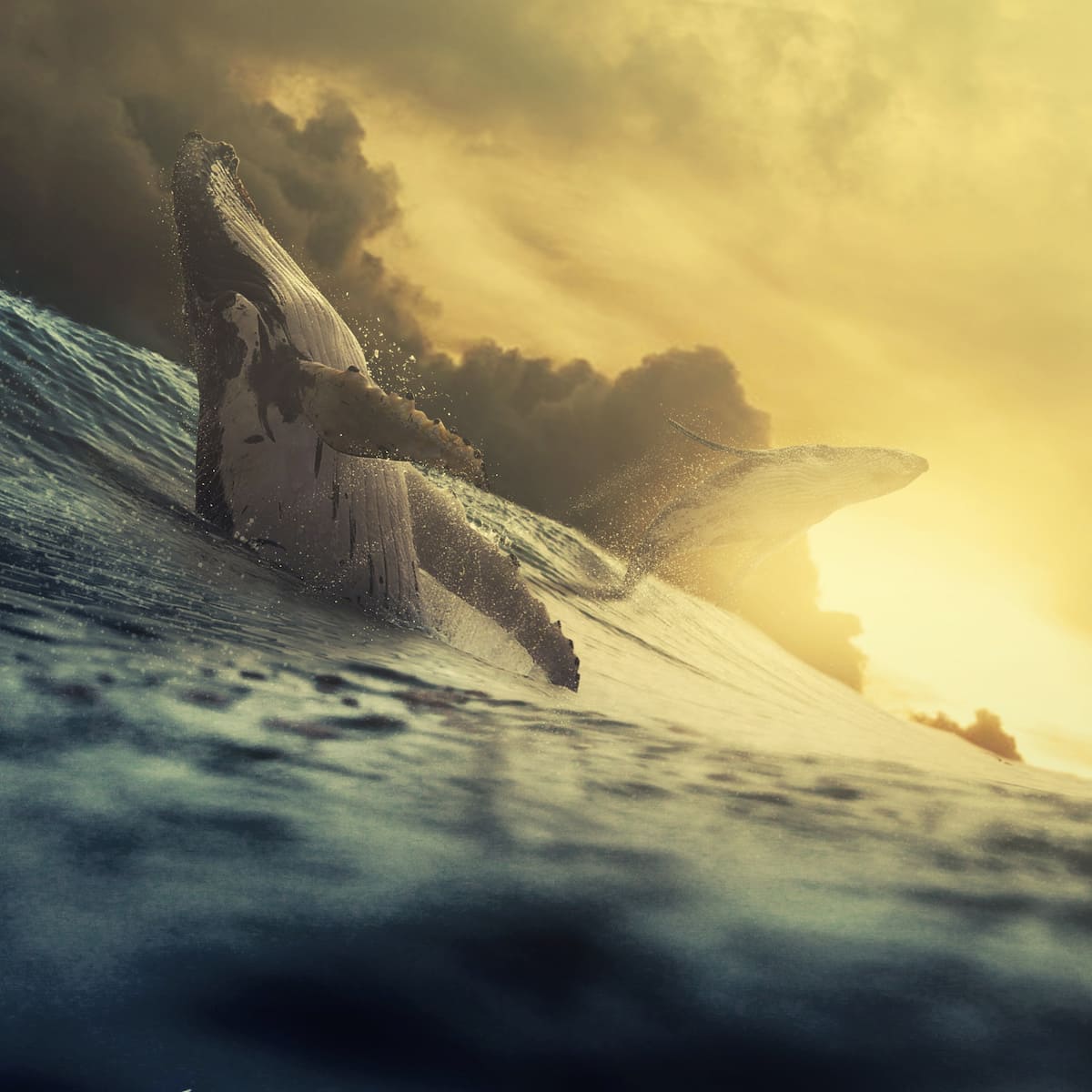 Oceano Servizi